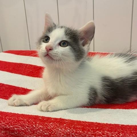 Jasper, a Adoptable Domestic Short Hair in Los Angeles, CA image 4/4