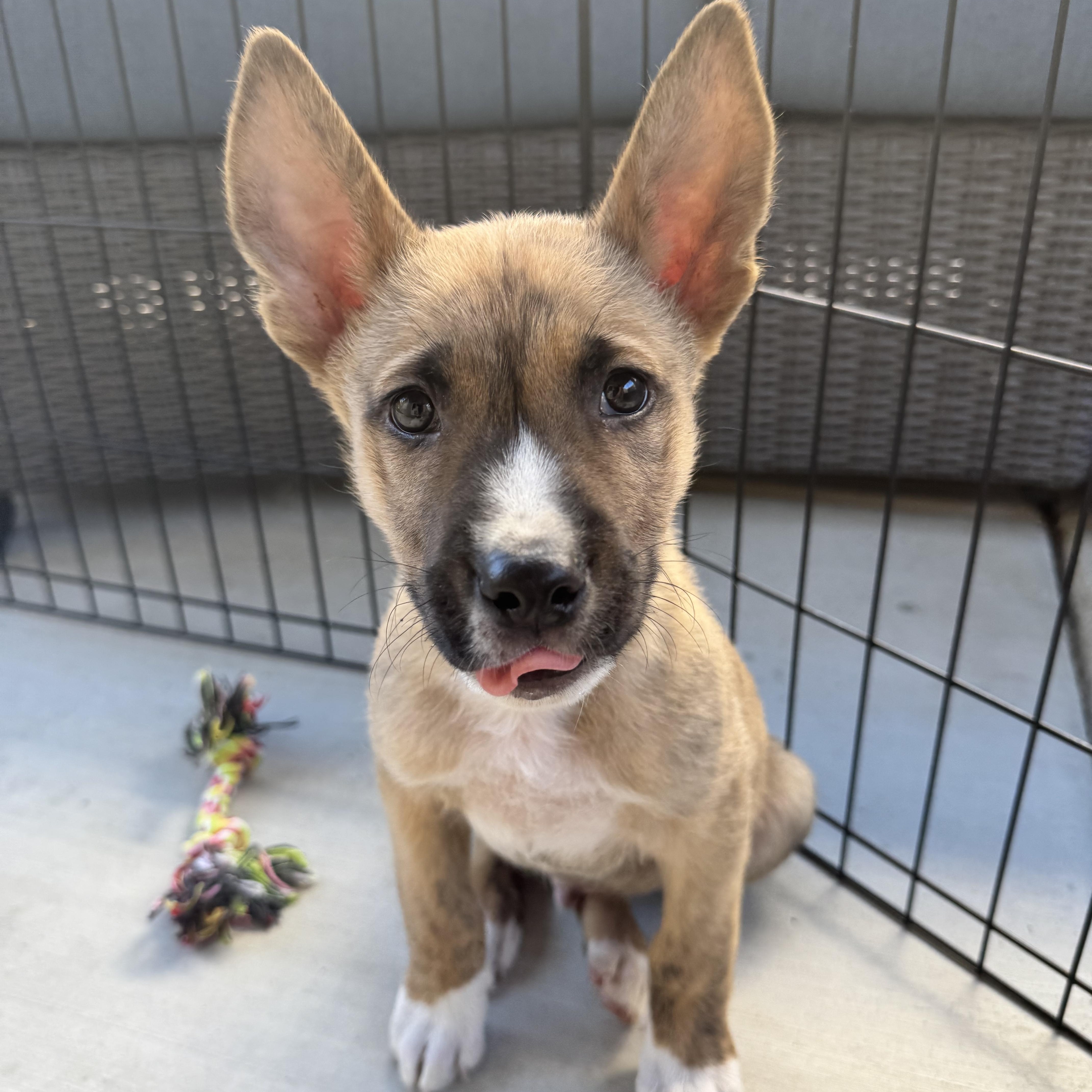 Enlarge Nico, a ADOPTABLE mixed breed in Orangevale, CA image 2/4