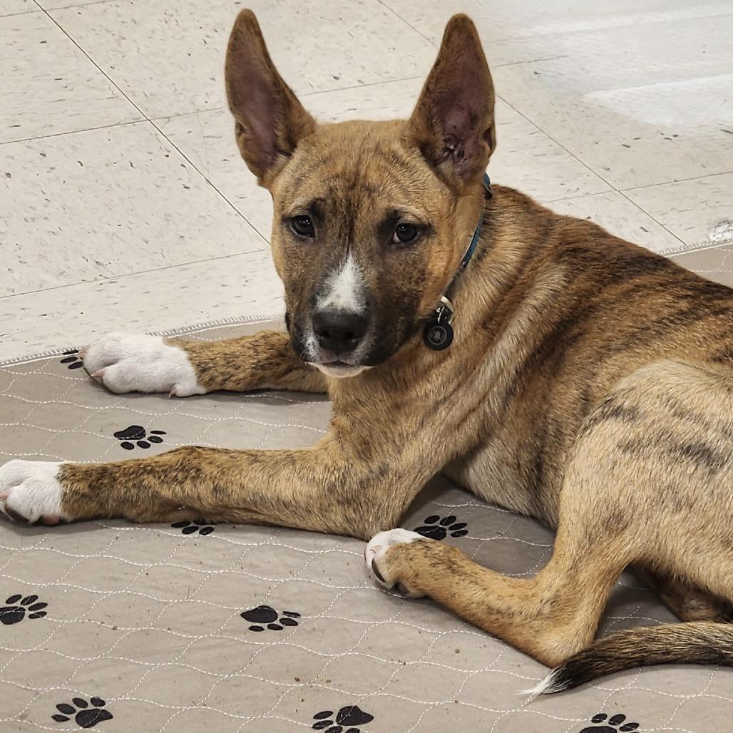 Nico, a ADOPTABLE mixed breed in Orangevale, CA image 4/6