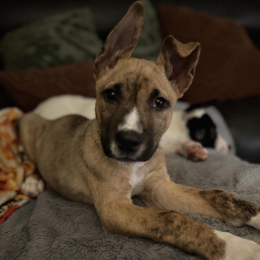 Nico, ADOPTABLE, Puppy Male Terrier & German Shepherd Dog.