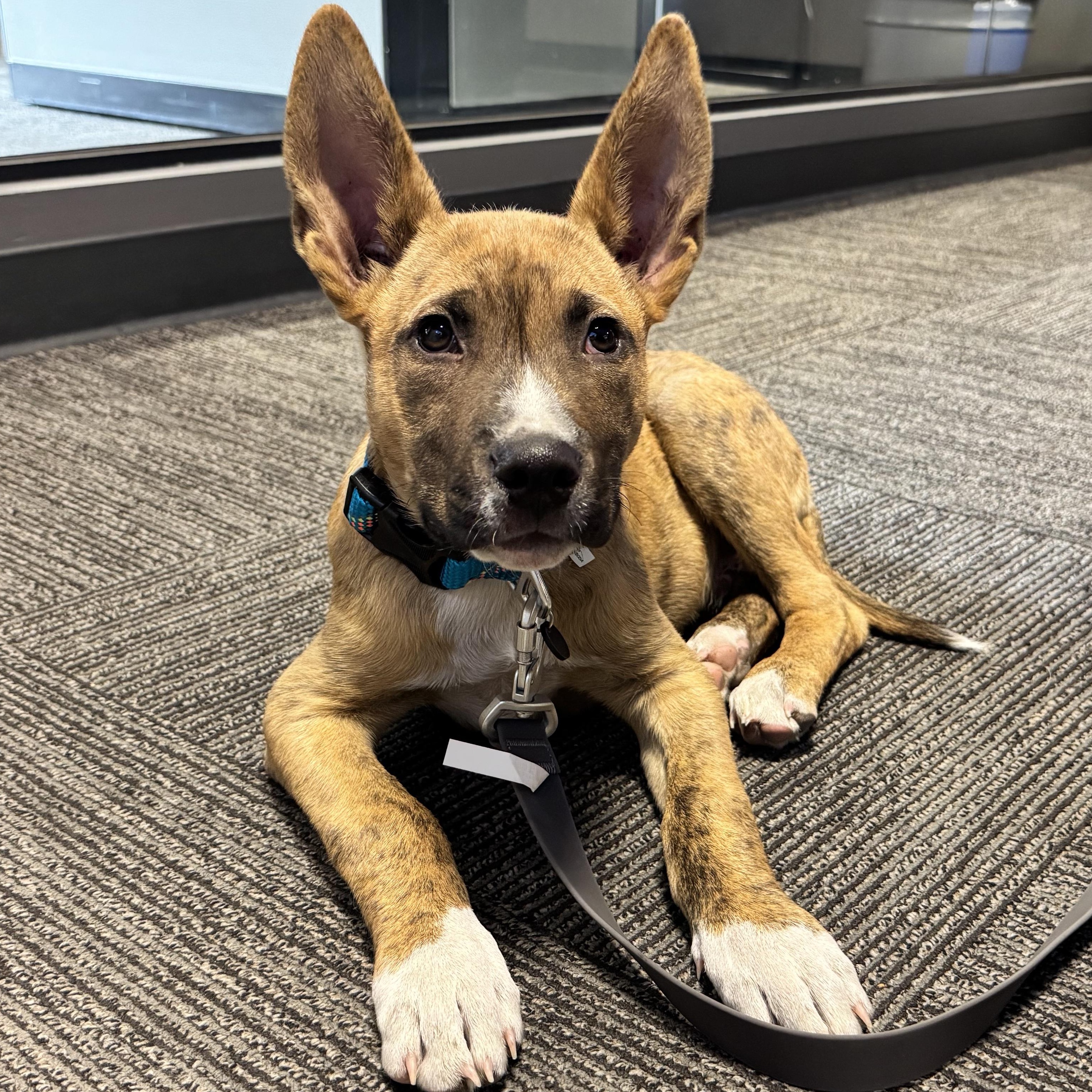 Nico, a ADOPTABLE mixed breed in Orangevale, CA image 3/6