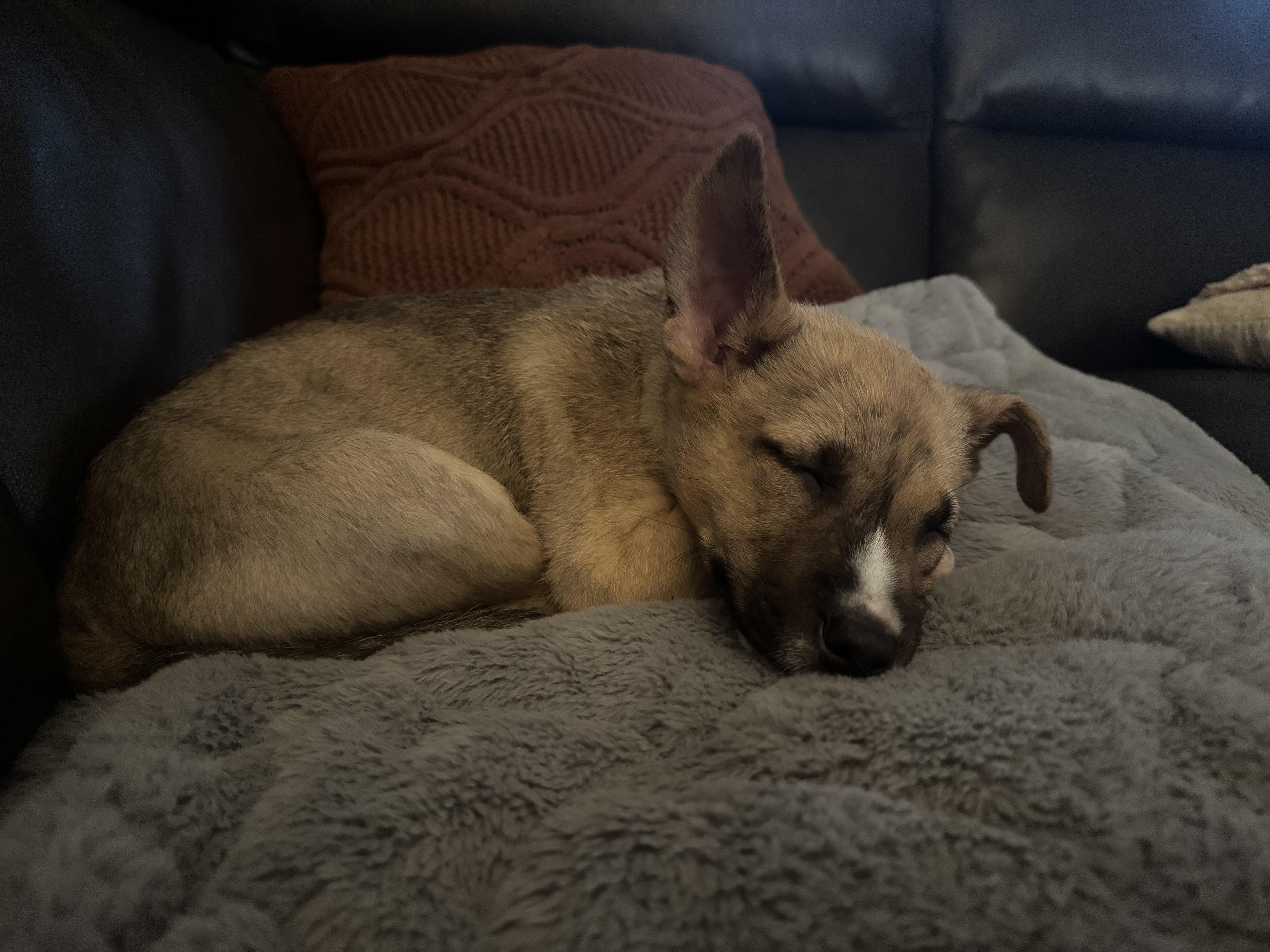 Enlarge Nico, a ADOPTABLE mixed breed in Orangevale, CA image 4/4