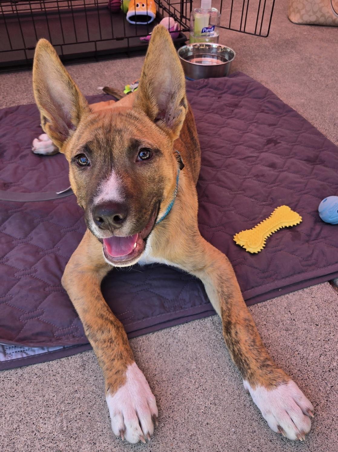 Nico, a ADOPTABLE mixed breed in Orangevale, CA image 2/6