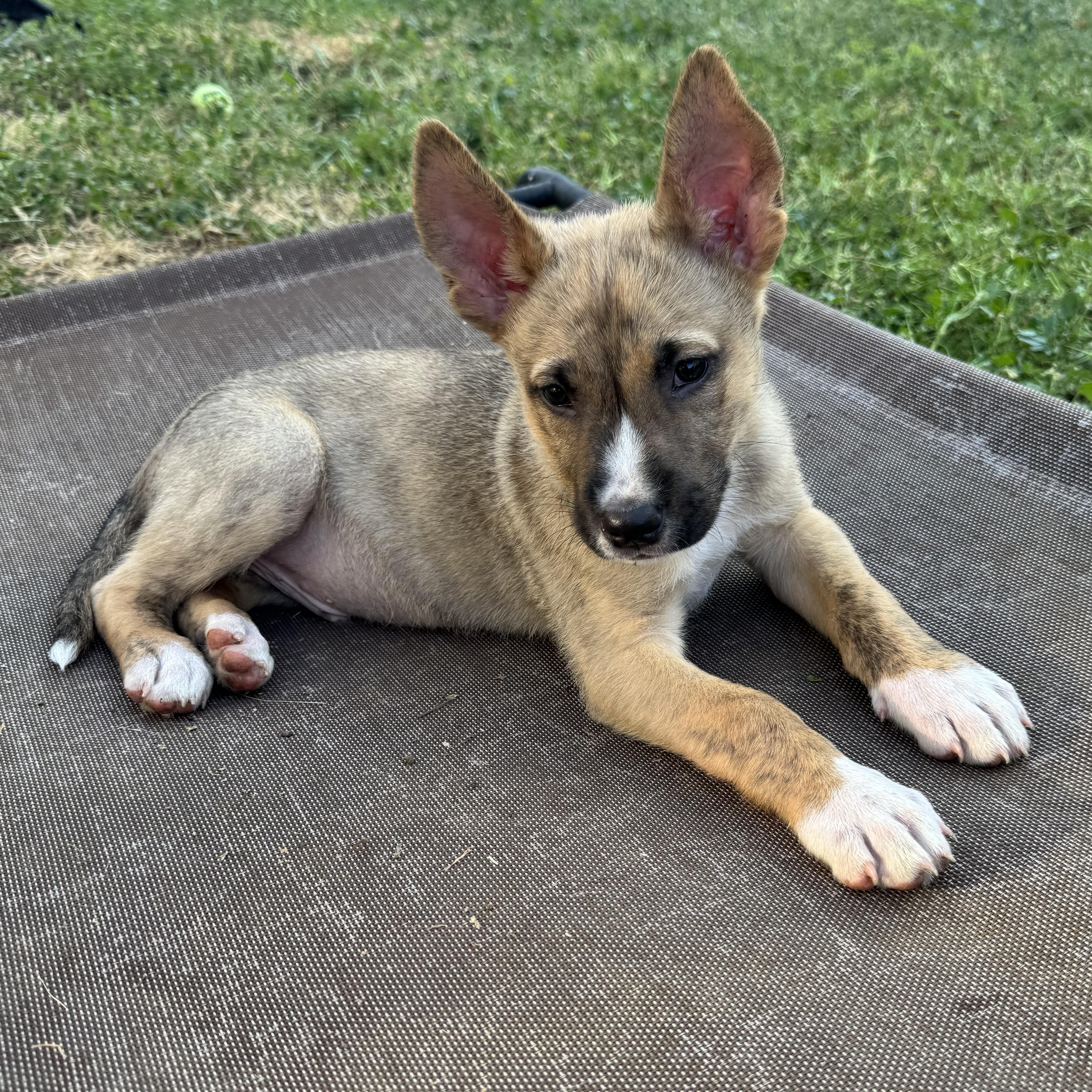Enlarge Nico, a ADOPTABLE mixed breed in Orangevale, CA image 3/4