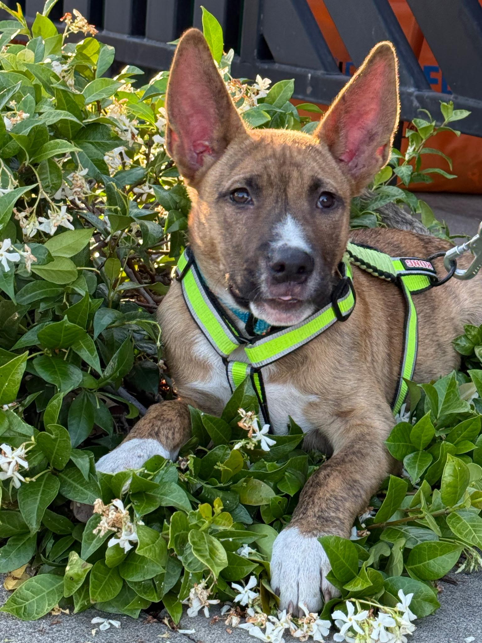 Nico, a ADOPTABLE mixed breed in Orangevale, CA image 1/6