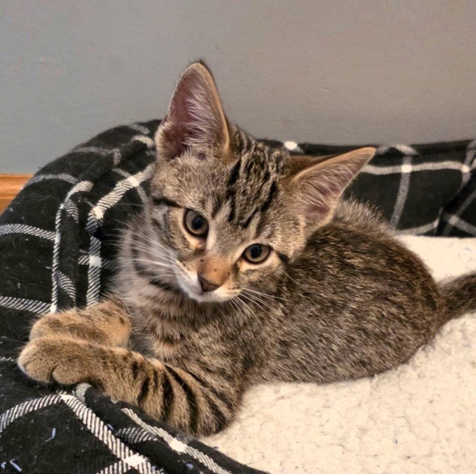 Kitten Daisy, Adoptable, Kitten Female Tabby & Domestic Short Hair.