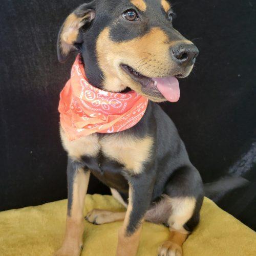 Enlarge Quackers, a Adoptable mixed breed in Leesburg, AL image 1/5