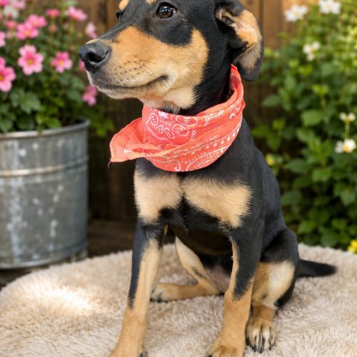 Enlarge Quackers, a Adoptable mixed breed in Leesburg, AL image 2/5
