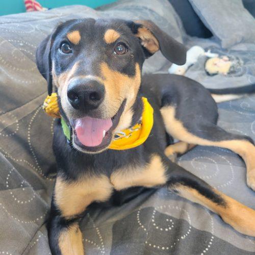 Enlarge Quackers, a Adoptable mixed breed in Leesburg, AL image 3/5