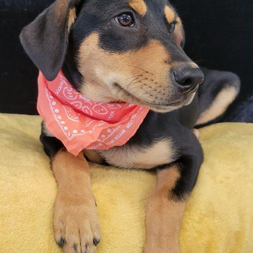Enlarge Quackers, a Adoptable mixed breed in Leesburg, AL image 5/5