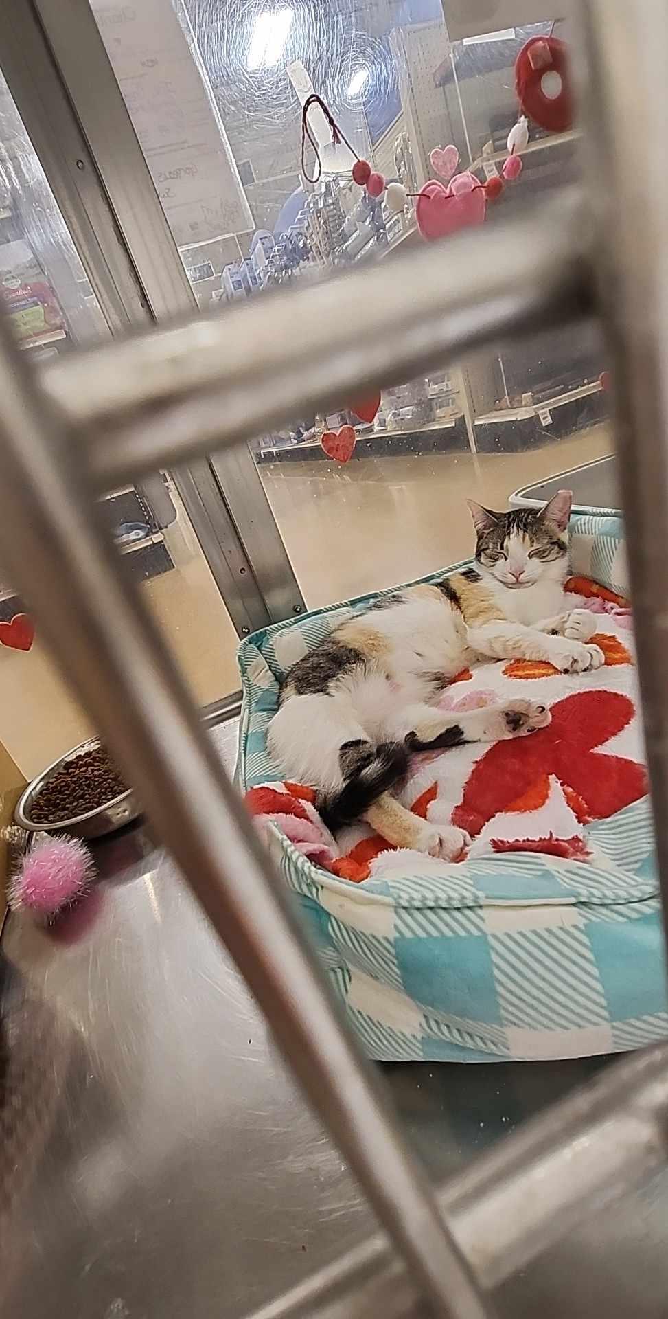 Laverne, Adoptable, Young Female Domestic Short Hair.