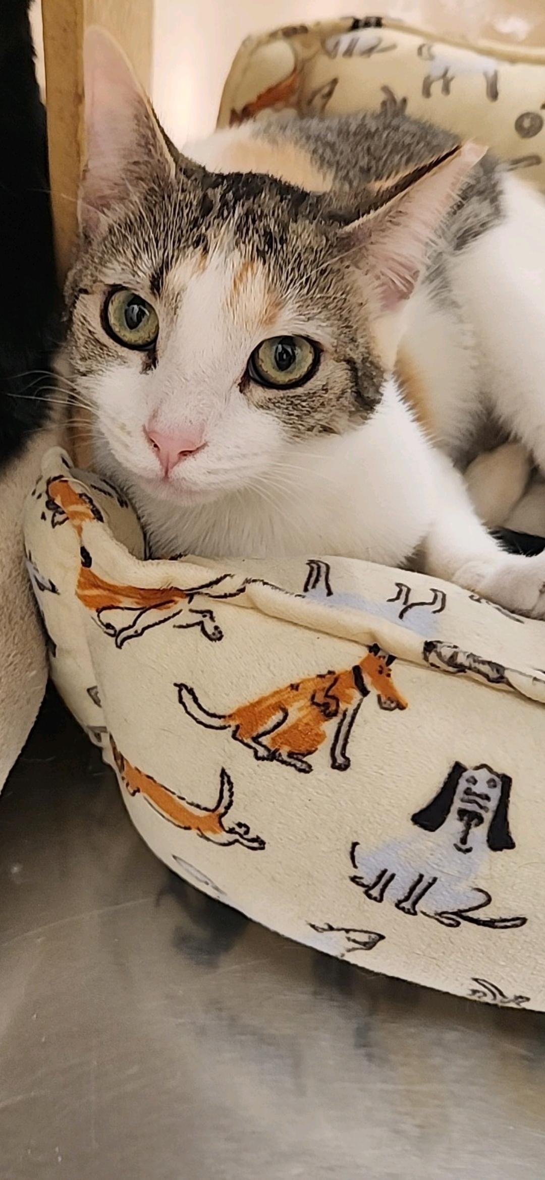 Laverne, Adoptable, Young Female Domestic Short Hair.