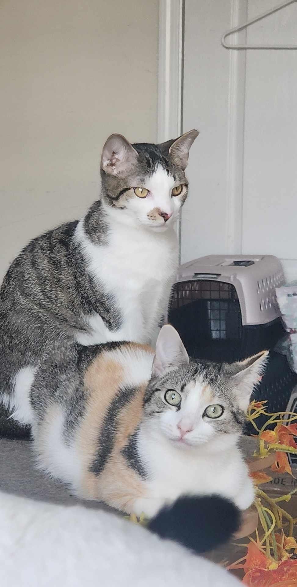 Laverne, a Adoptable Domestic Short Hair in Charlotte, NC image 2/6