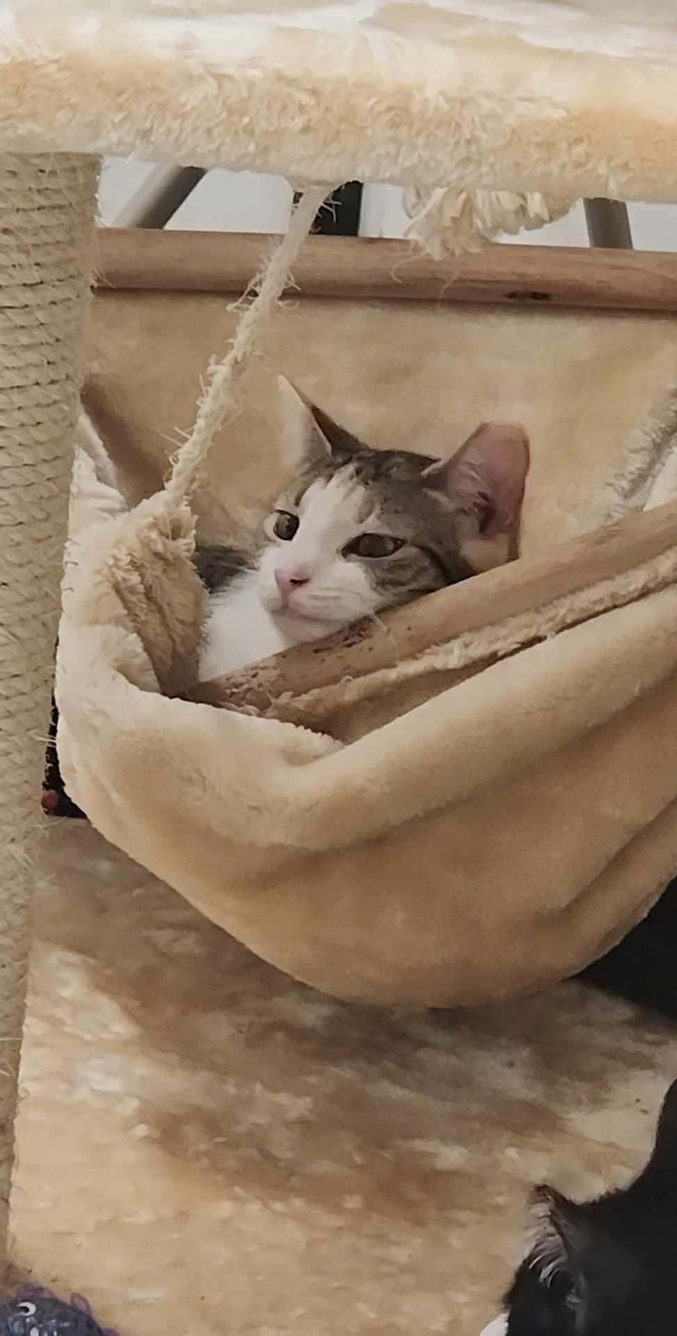 Laverne, a Adoptable Domestic Short Hair in Charlotte, NC image 4/6