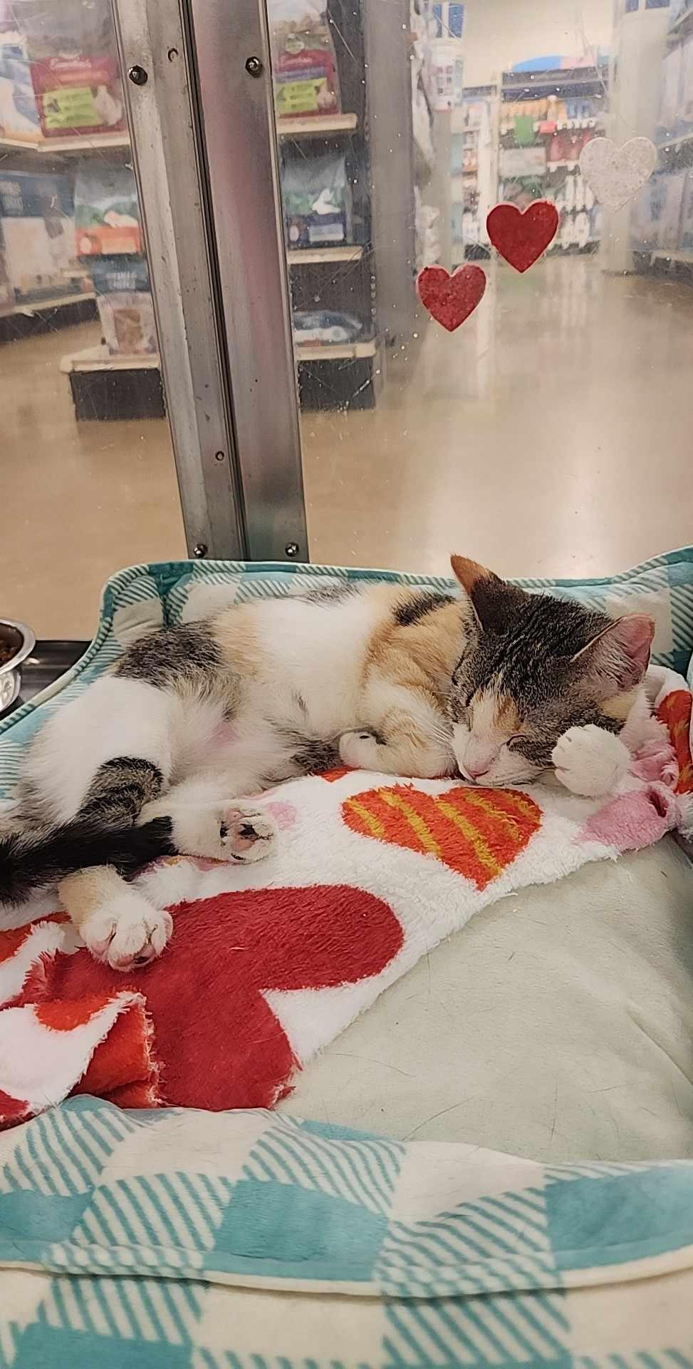 Laverne, a Adoptable Domestic Short Hair in Charlotte, NC image 6/6