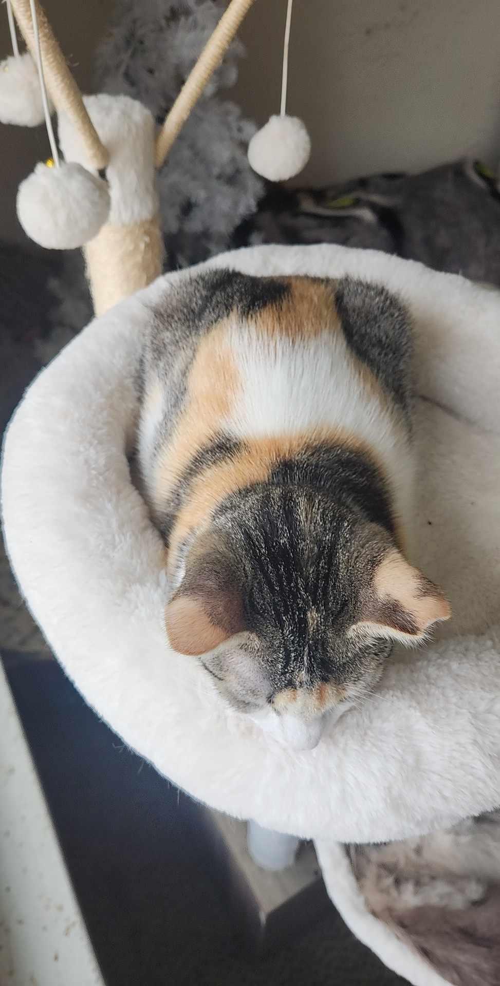 Laverne, a Adoptable Domestic Short Hair in Charlotte, NC image 3/6