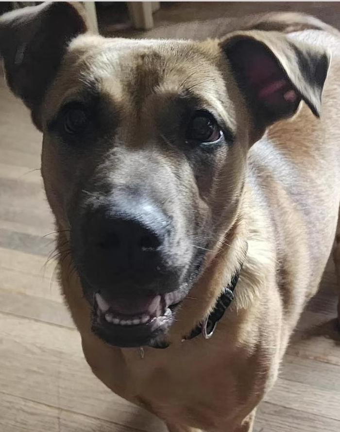 Enlarge Olivia, a Adoptable mixed breed in Pleasant Valley, NY image 2/3