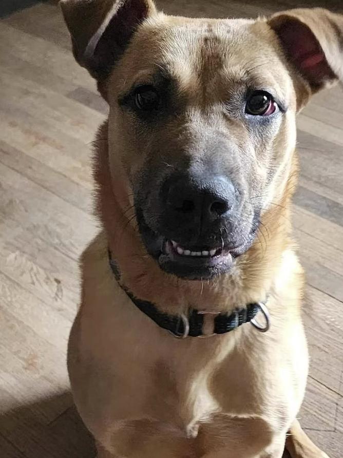 Enlarge Olivia, a Adoptable mixed breed in Pleasant Valley, NY image 3/3