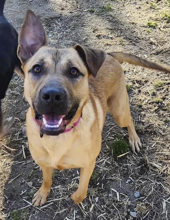 Enlarge Olivia, a Adoptable mixed breed in Pleasant Valley, NY image 1/3
