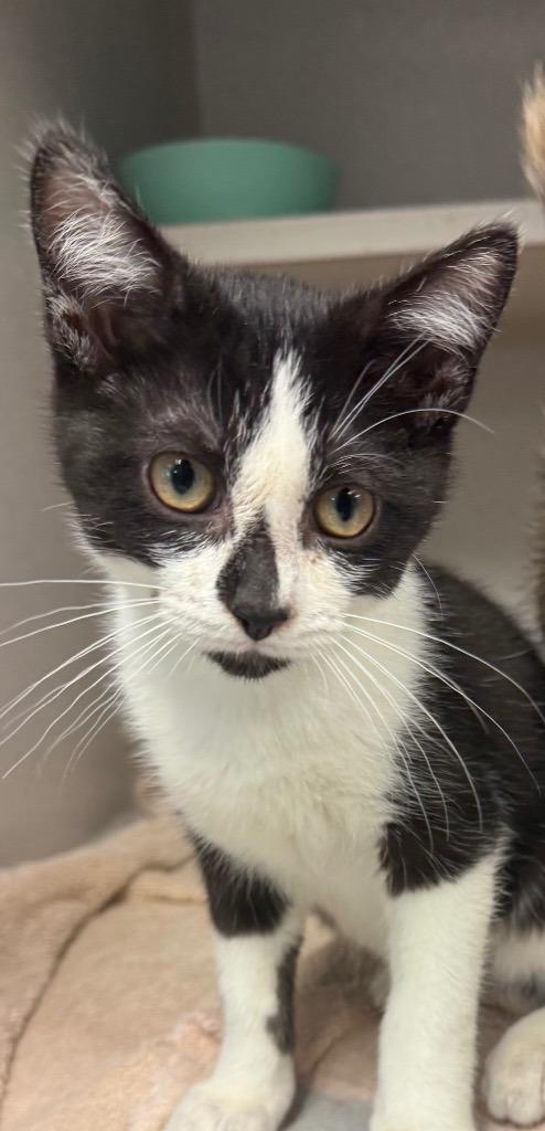 Enlarge Splash, a Adoptable mixed breed in Greencastle, IN image 1/1