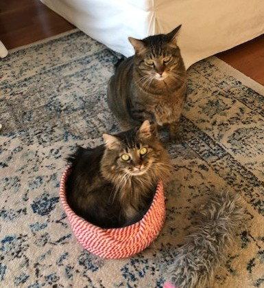 Stella Courtesy Listing, a Adoptable Maine Coon in Absecon, NJ image 1/3