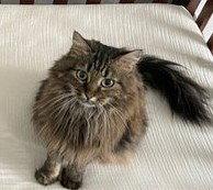 Stella Courtesy Listing, a Adoptable Maine Coon in Absecon, NJ image 2/3