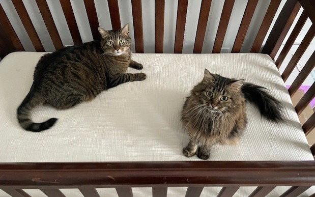 Stella Courtesy Listing, a Adoptable Maine Coon in Absecon, NJ image 2/3