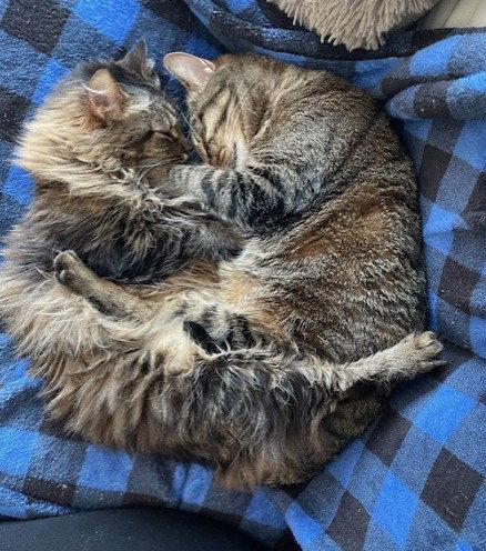 Stella Courtesy Listing, a Adoptable Maine Coon in Absecon, NJ image 3/3