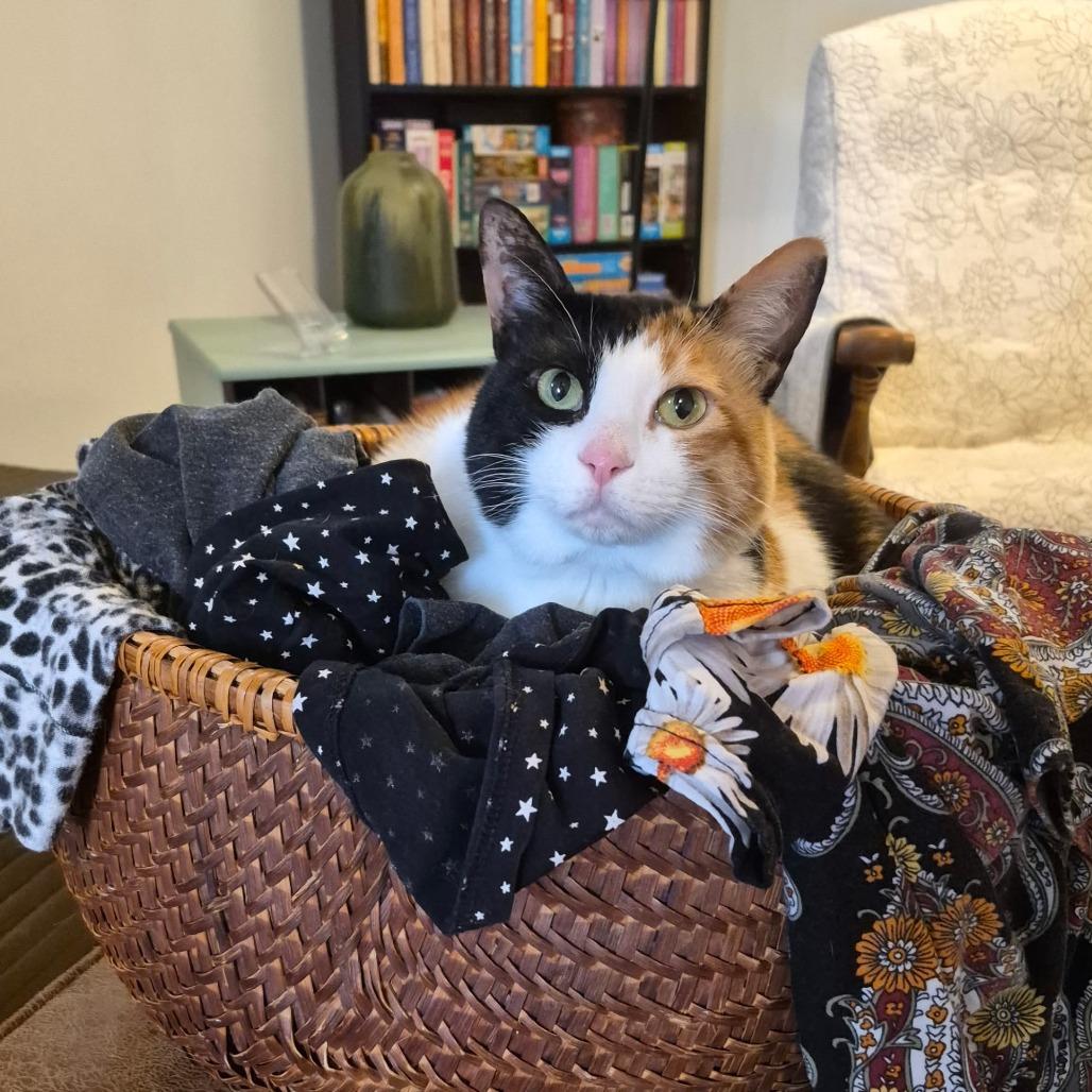 Momo — thumbnail 2