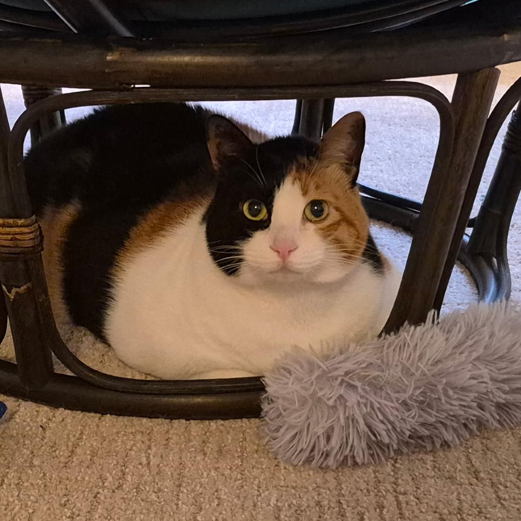 Momo — thumbnail 3