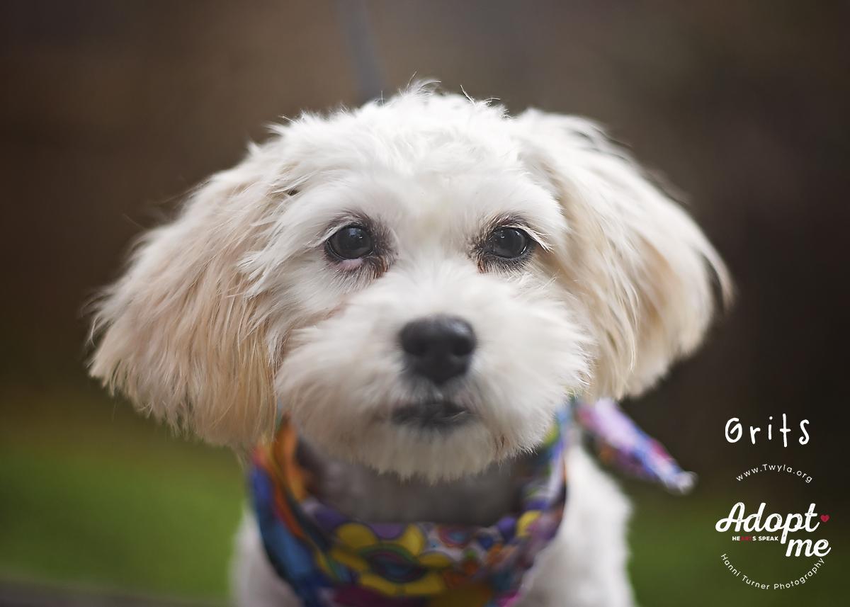 Enlarge Grits, a ADOPTABLE mixed breed in Kingwood, TX image 3/6
