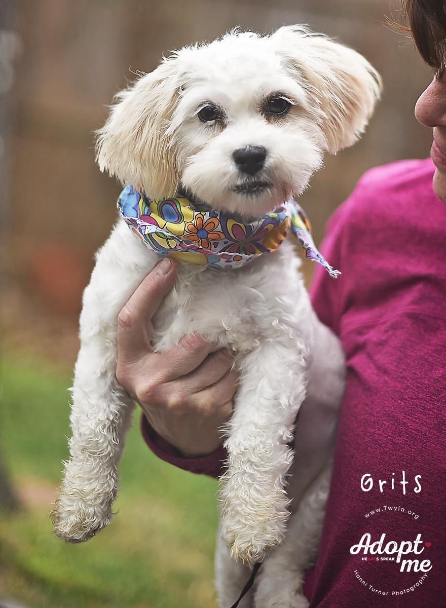 Enlarge Grits, a ADOPTABLE mixed breed in Kingwood, TX image 1/6