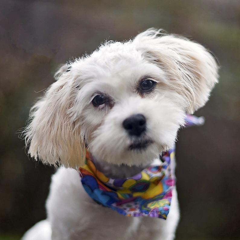 Enlarge Grits, a ADOPTABLE mixed breed in Kingwood, TX image 2/6