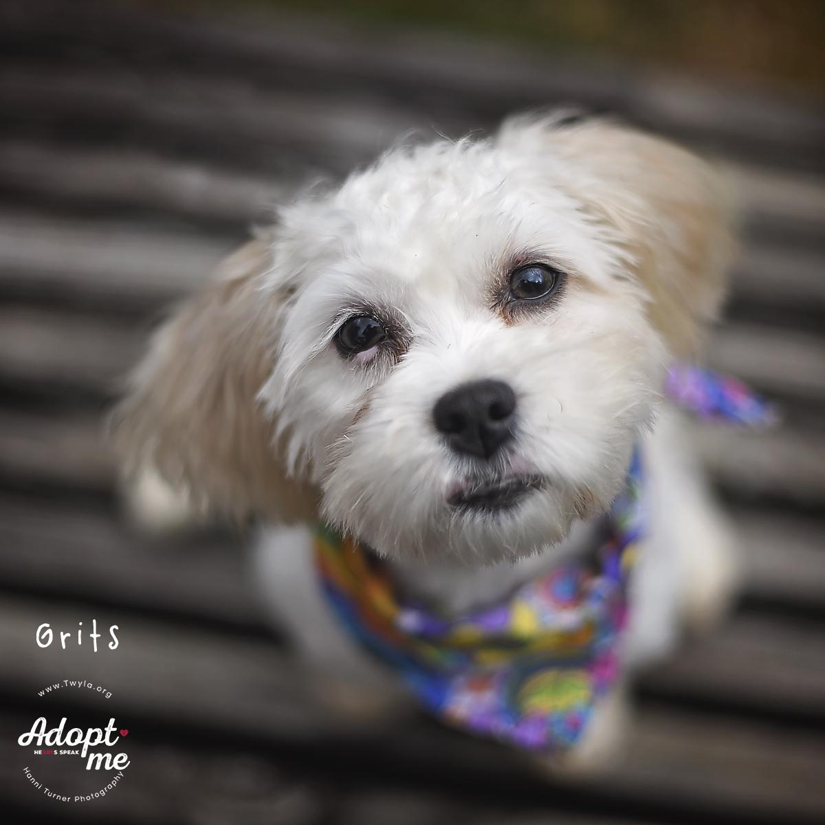 Enlarge Grits, a ADOPTABLE mixed breed in Kingwood, TX image 5/6