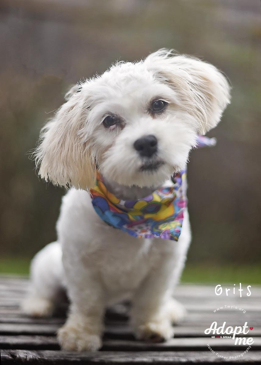Enlarge Grits, a ADOPTABLE mixed breed in Kingwood, TX image 6/6