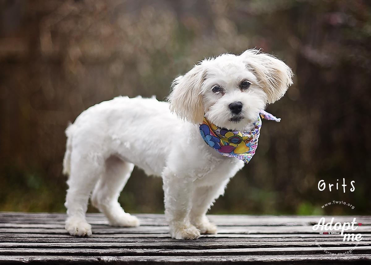 Enlarge Grits, a ADOPTABLE mixed breed in Kingwood, TX image 4/6