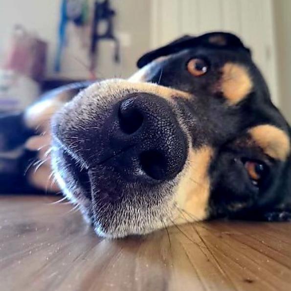 Judge aka Petey, a Adoptable mixed breed in Jacksonville, FL image 1/4