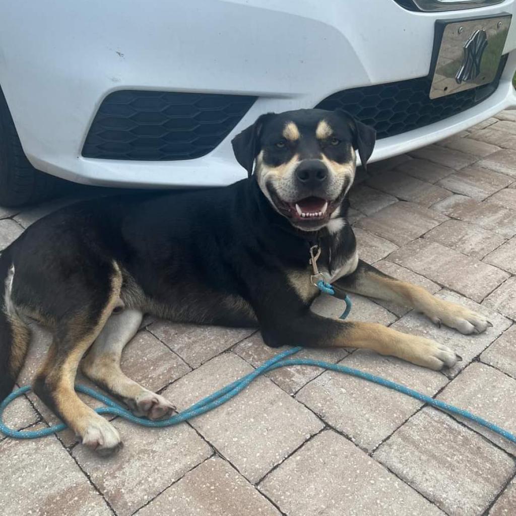 Judge aka Petey, a Adoptable mixed breed in Jacksonville, FL image 4/4