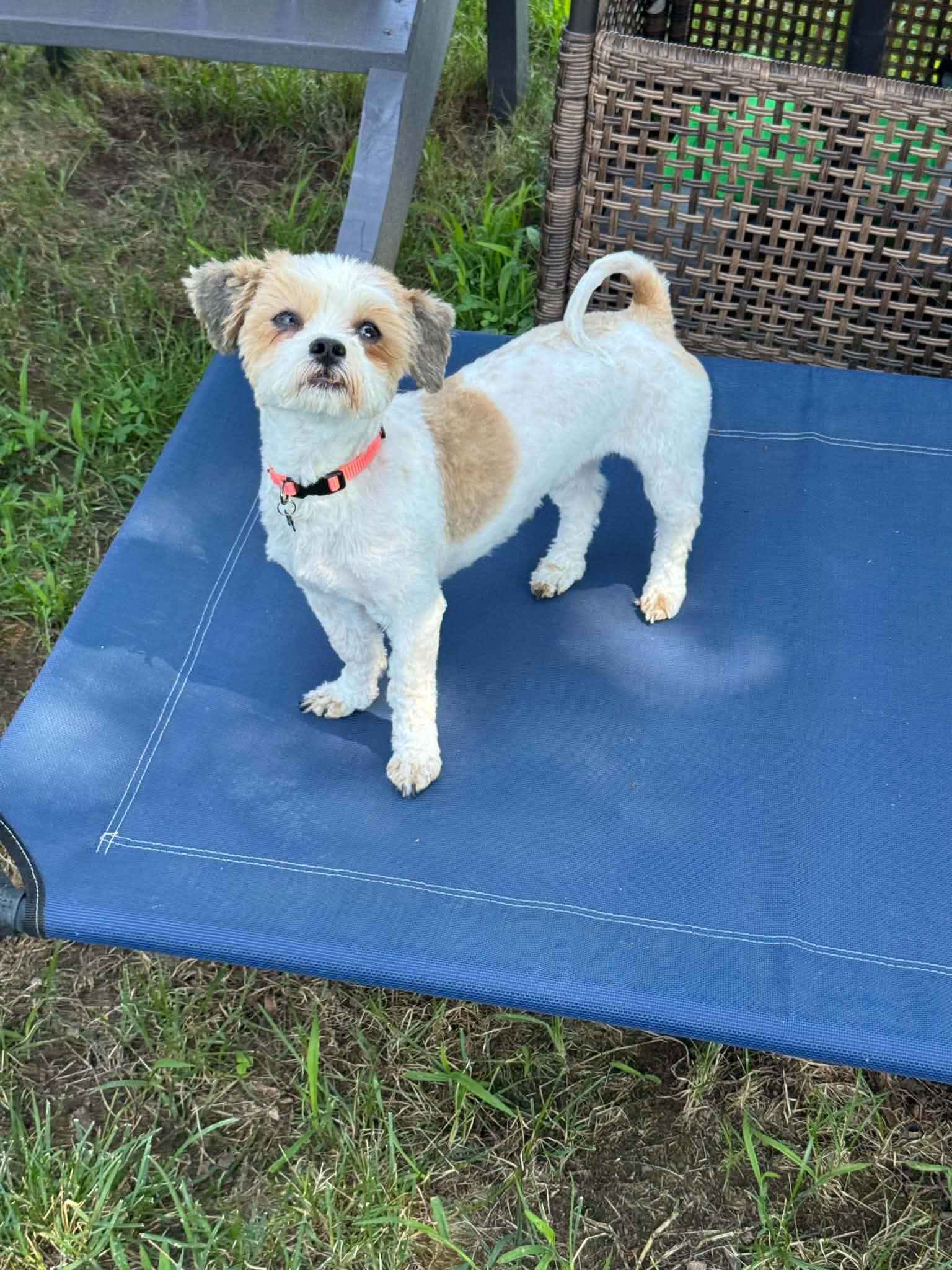 Enlarge Holly, an adopted mixed breed in BLOOMINGTON, NY image 3/5