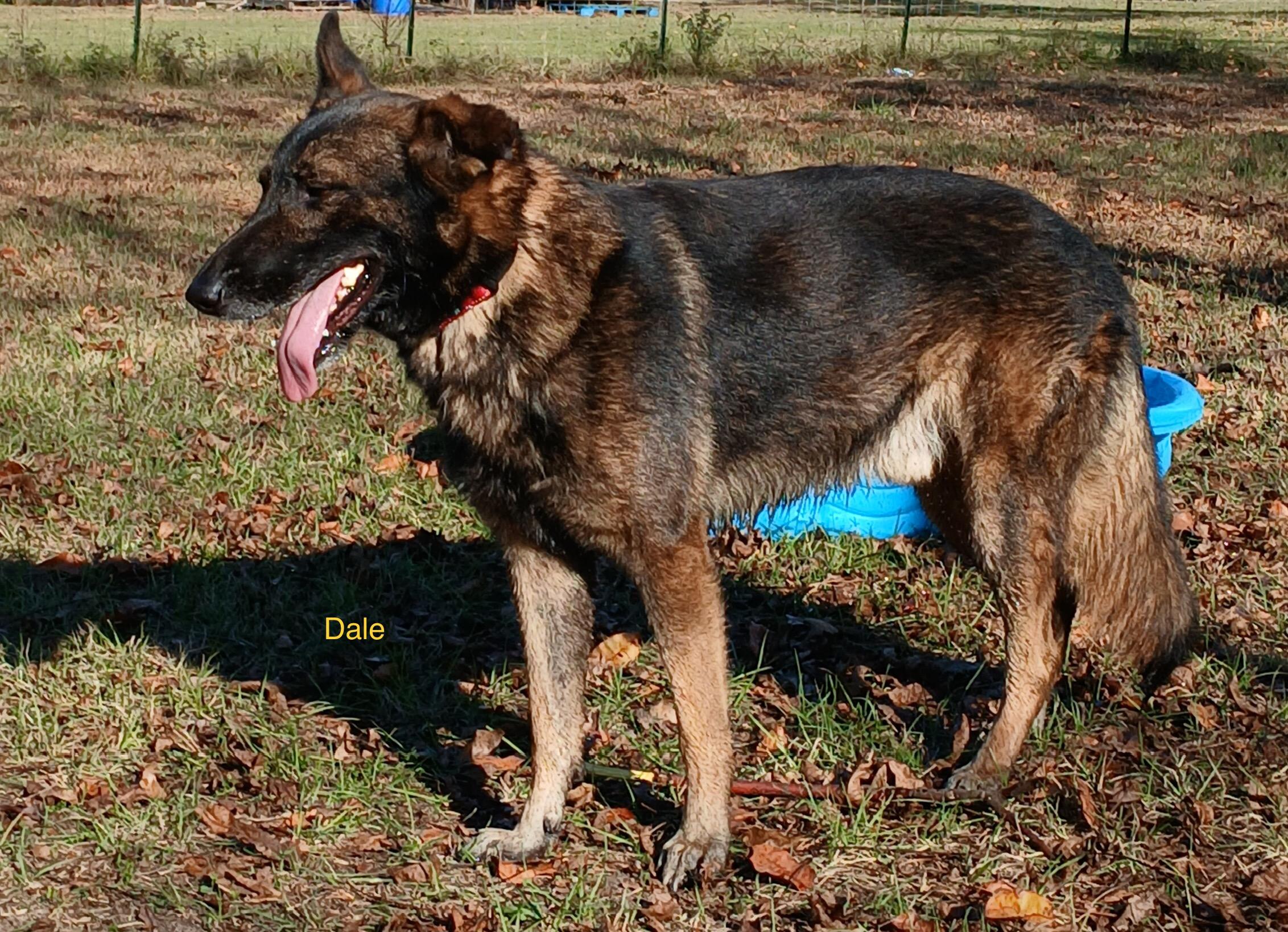 Enlarge Dale, a Adoptable German Shepherd Dog in Rome, GA image 1/2