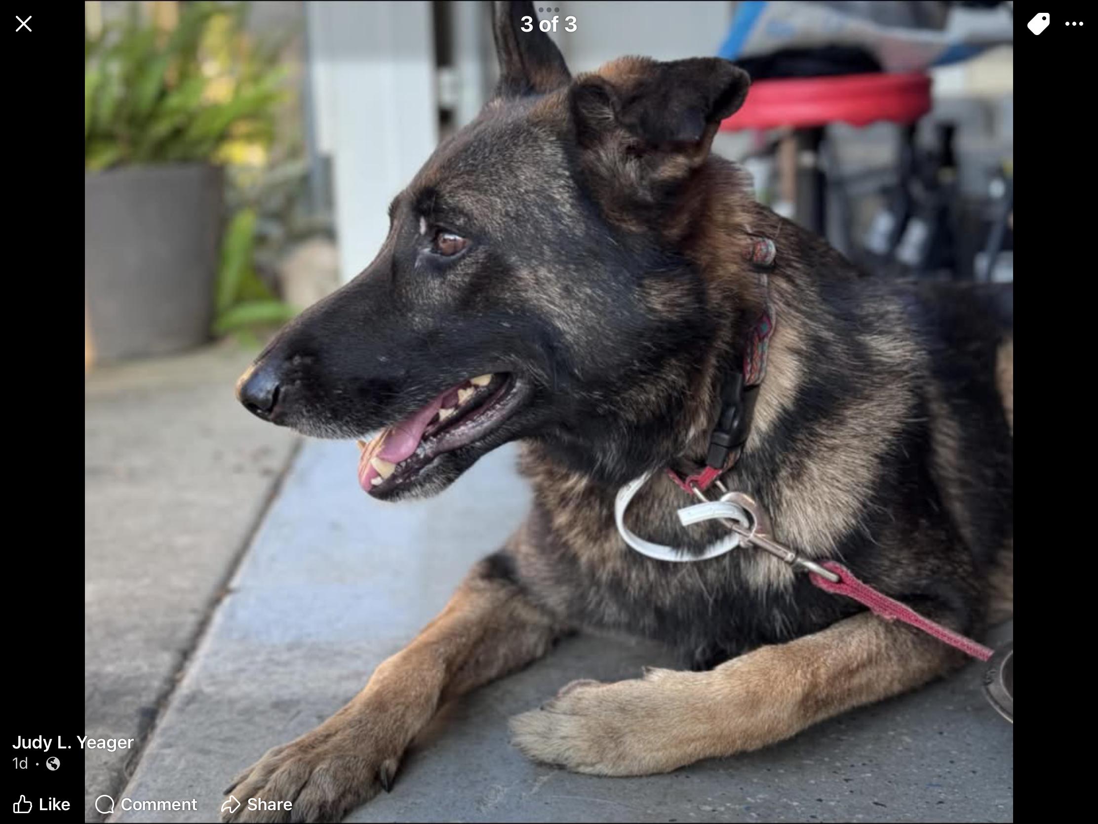 Enlarge Dale, a Adoptable German Shepherd Dog in Rome, GA image 2/2