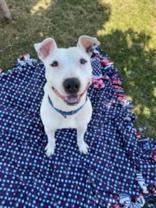 Kilo, a Adoptable Mixed Breed in Manitowoc, WI image 2/2