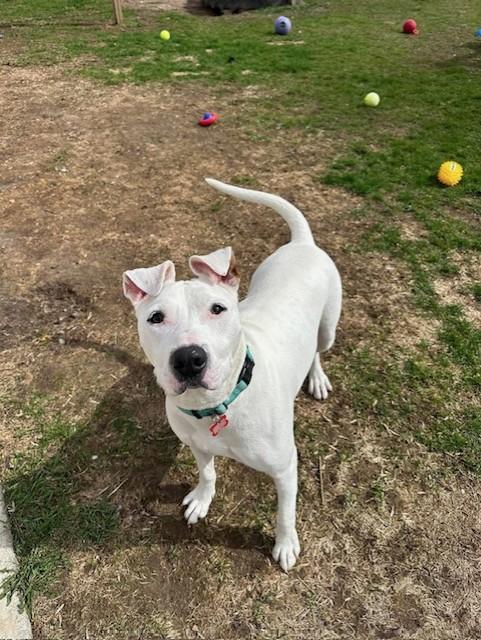 Kilo, a Adoptable Mixed Breed in Manitowoc, WI image 1/2