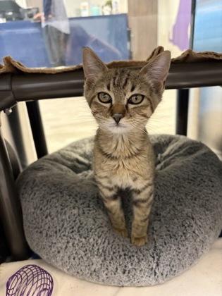 Enlarge Boss Hoss, a Adoptable mixed breed in Grapevine, TX image 1/3