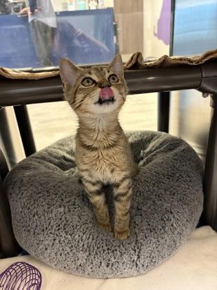 Enlarge Boss Hoss, a Adoptable mixed breed in Grapevine, TX image 2/3