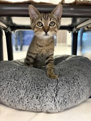 Enlarge Boss Hoss, a Adoptable mixed breed in Grapevine, TX image 3/3