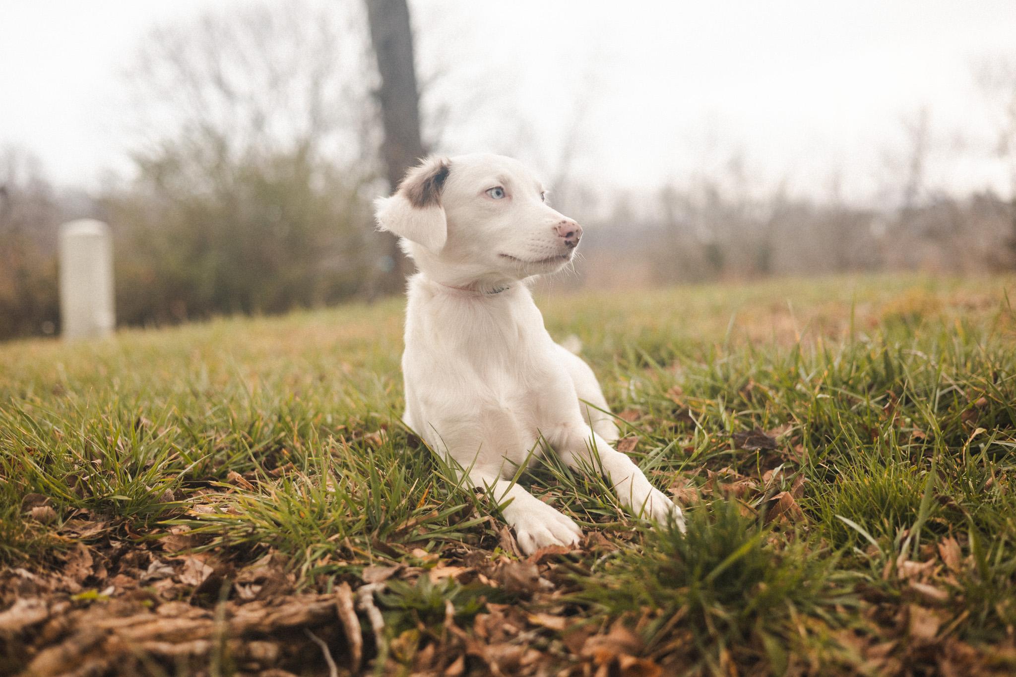 Lainey  Transport thumbnail 2