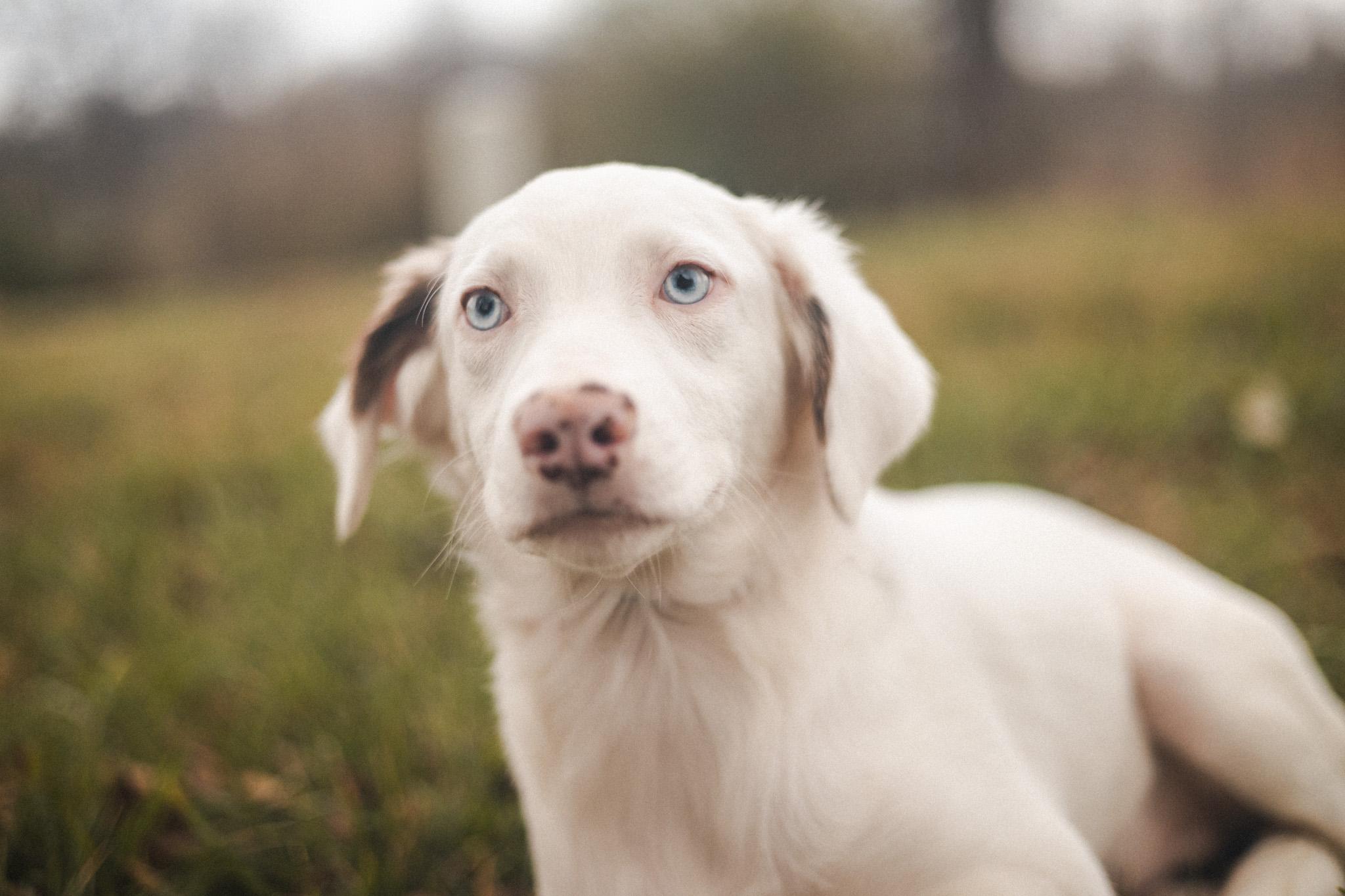 Lainey  Transport thumbnail 5