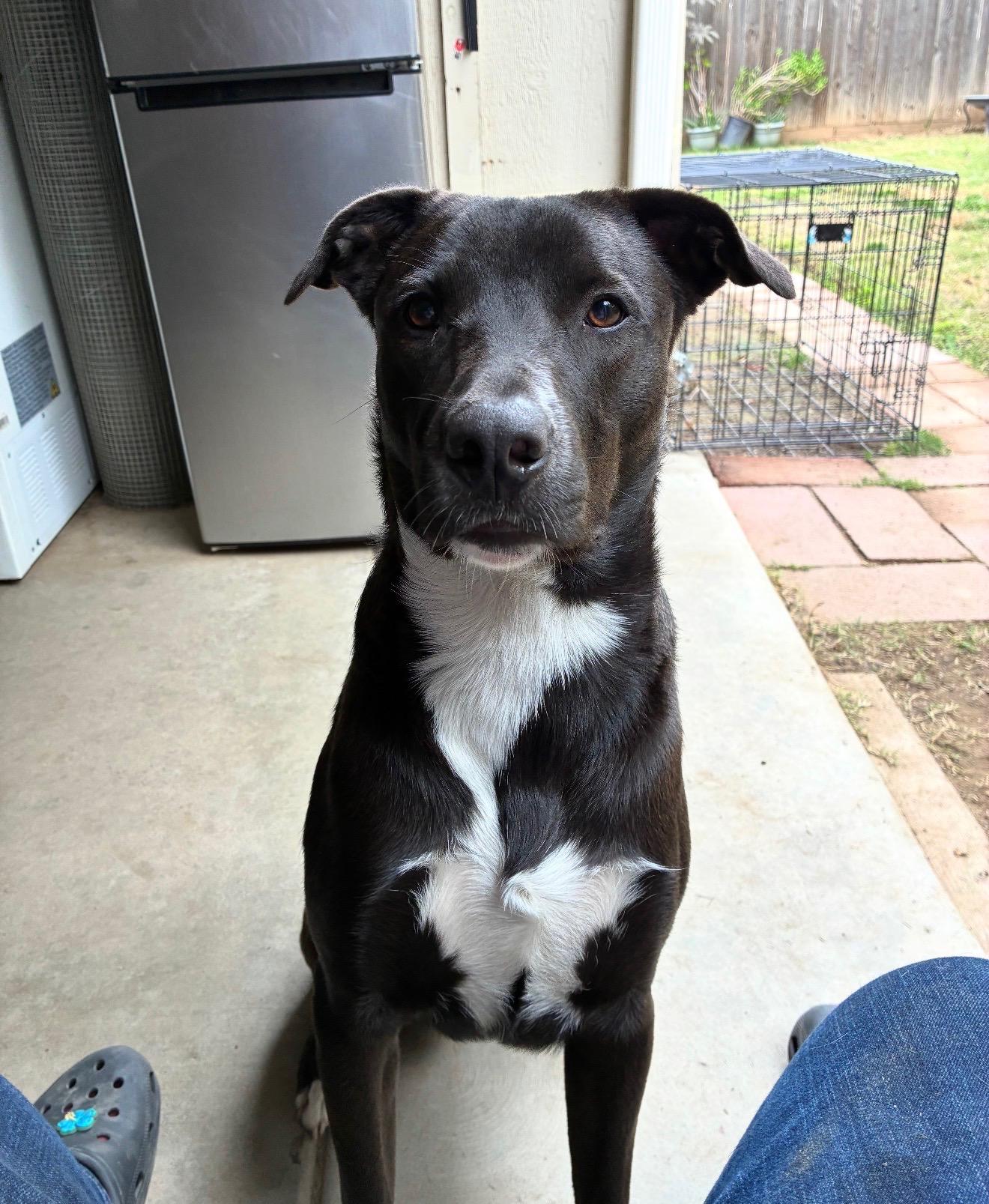 Nalu, a Adoptable mixed breed in Coarsegold, CA image 1/2