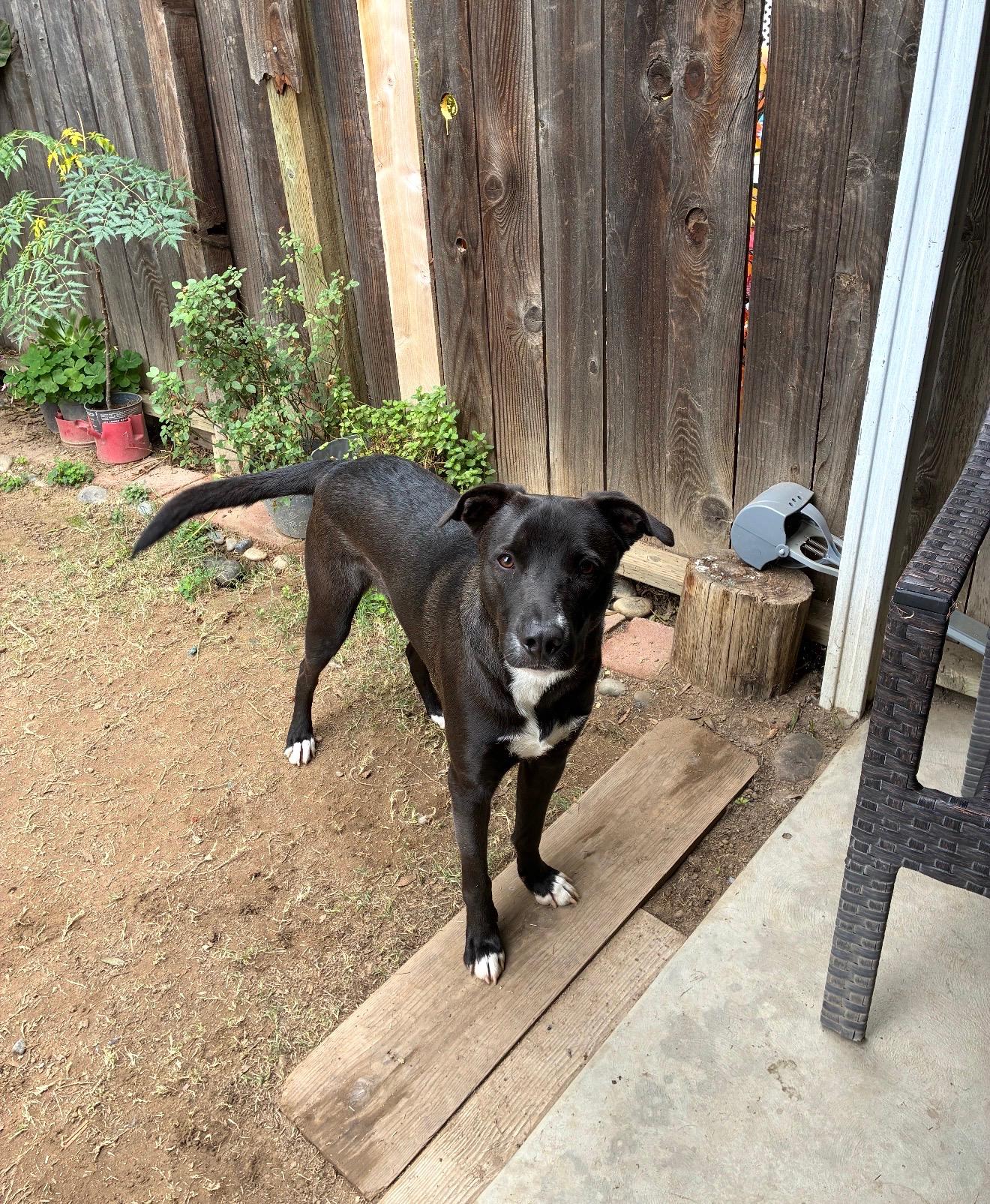 Nalu, a Adoptable mixed breed in Coarsegold, CA image 2/2